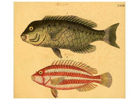 Reproducción/Reproduction 6059216624: Naturgeschichte in Bildern : mit erläuterndem Text / Von Professor Dr. Strack. Lief. 4. (Heft 33-56). Fische. Düsseldorf :Arnz & Co.,[1819-1826] 