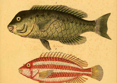 Reproducción/Reproduction 6059216624: Naturgeschichte in Bildern : mit erläuterndem Text / Von Professor Dr. Strack. Lief. 4. (Heft 33-56). Fische. Düsseldorf :Arnz & Co.,[1819-1826] 