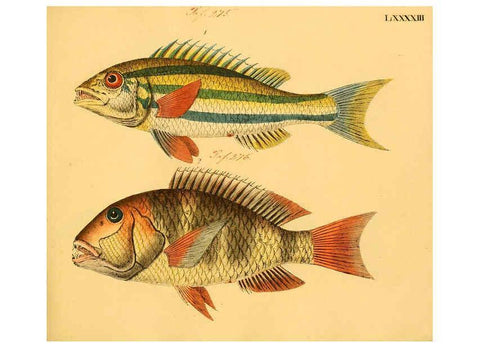 Reproducción/Reproduction 6058673939: Naturgeschichte in Bildern : mit erläuterndem Text / Von Professor Dr. Strack. Lief. 4. (Heft 33-56). Fische. Düsseldorf :Arnz & Co.,[1819-1826] 