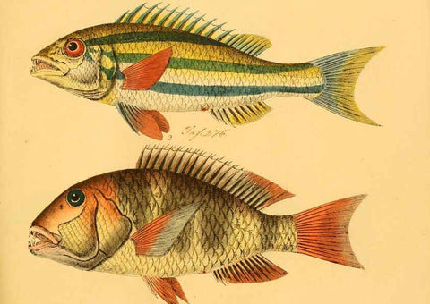 Reproducción/Reproduction 6058673939: Naturgeschichte in Bildern : mit erläuterndem Text / Von Professor Dr. Strack. Lief. 4. (Heft 33-56). Fische. Düsseldorf :Arnz & Co.,[1819-1826] 