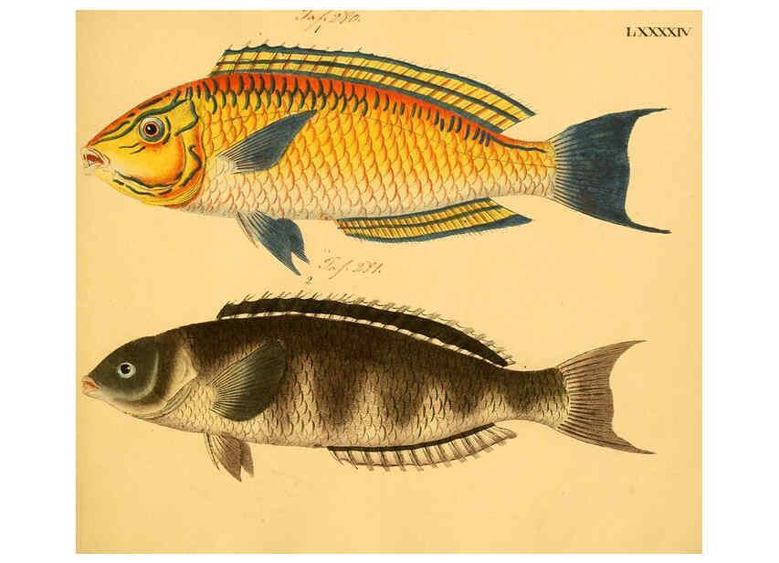 Reproducción/Reproduction 6059221388: Naturgeschichte in Bildern : mit erläuterndem Text / Von Professor Dr. Strack. Lief. 4. (Heft 33-56). Fische. Düsseldorf :Arnz & Co.,[1819-1826] 
