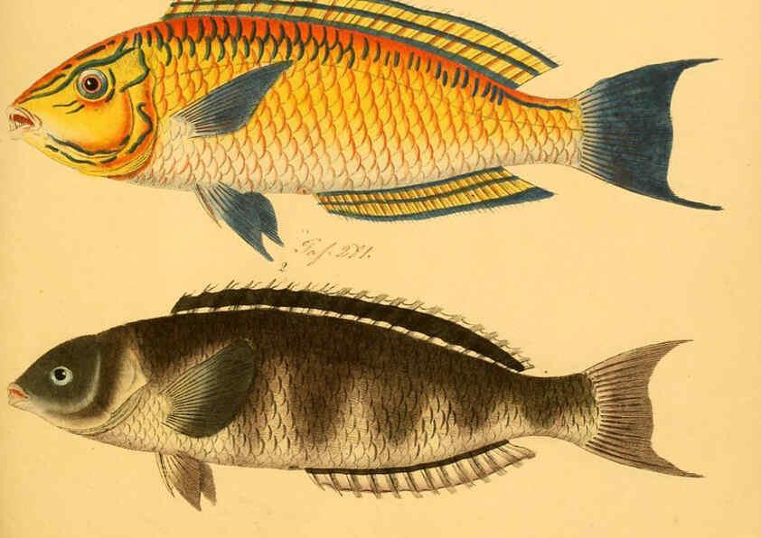 Reproducción/Reproduction 6059221388: Naturgeschichte in Bildern : mit erläuterndem Text / Von Professor Dr. Strack. Lief. 4. (Heft 33-56). Fische. Düsseldorf :Arnz & Co.,[1819-1826] 