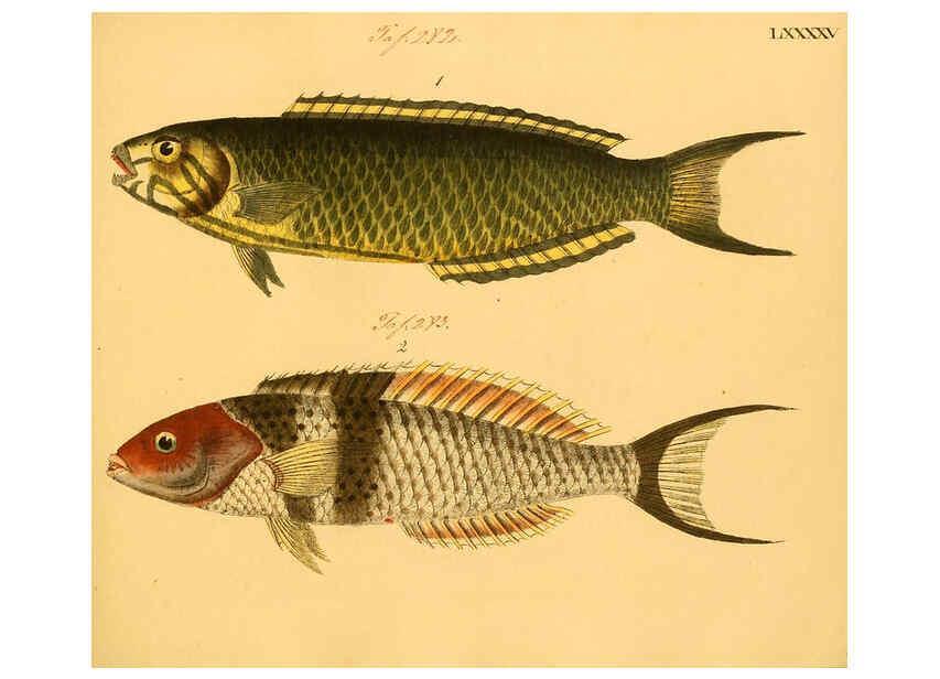 Reproducción/Reproduction 6059221548: Naturgeschichte in Bildern : mit erläuterndem Text / Von Professor Dr. Strack. Lief. 4. (Heft 33-56). Fische. Düsseldorf :Arnz & Co.,[1819-1826] 
