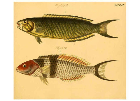 Reproducción/Reproduction 6059221548: Naturgeschichte in Bildern : mit erläuterndem Text / Von Professor Dr. Strack. Lief. 4. (Heft 33-56). Fische. Düsseldorf :Arnz & Co.,[1819-1826] 