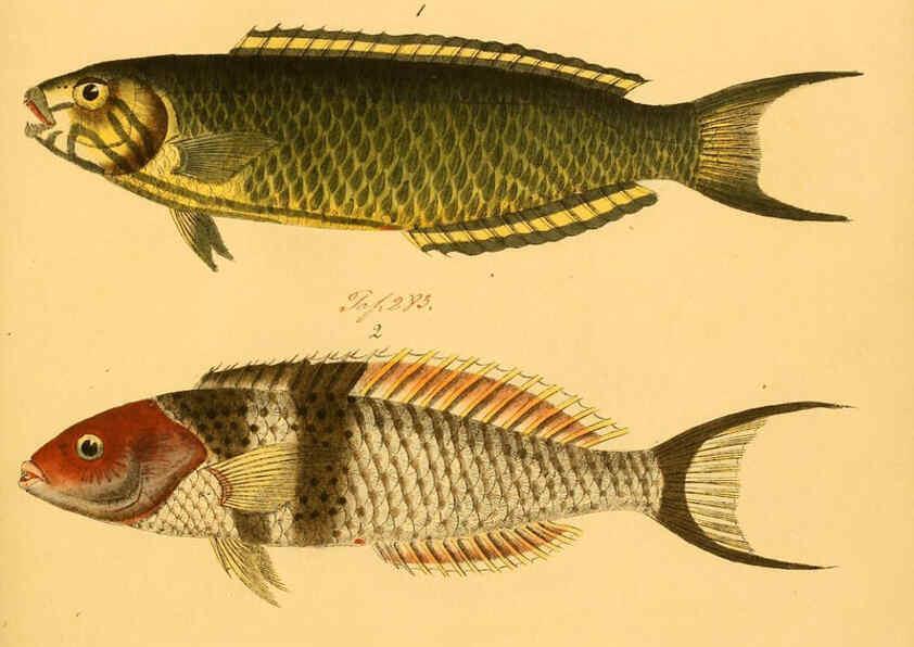 Reproducción/Reproduction 6059221548: Naturgeschichte in Bildern : mit erläuterndem Text / Von Professor Dr. Strack. Lief. 4. (Heft 33-56). Fische. Düsseldorf :Arnz & Co.,[1819-1826] 