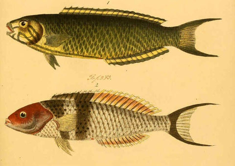 Reproducción/Reproduction 6059221548: Naturgeschichte in Bildern : mit erläuterndem Text / Von Professor Dr. Strack. Lief. 4. (Heft 33-56). Fische. Düsseldorf :Arnz & Co.,[1819-1826] 