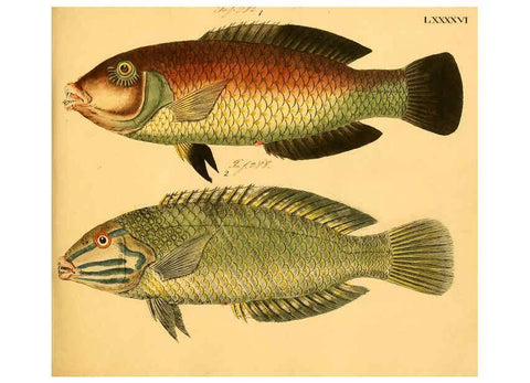 Reproducción/Reproduction 6058674559: Naturgeschichte in Bildern : mit erläuterndem Text / Von Professor Dr. Strack. Lief. 4. (Heft 33-56). Fische. Düsseldorf :Arnz & Co.,[1819-1826] 