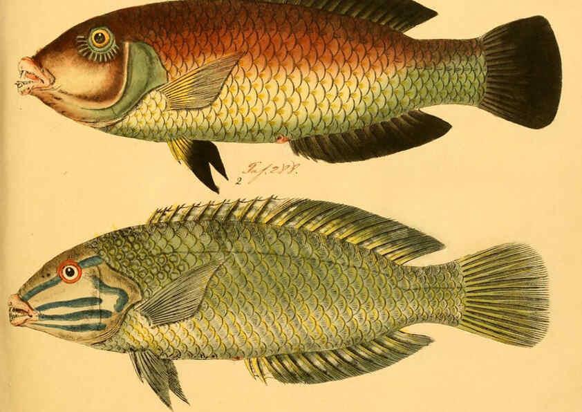 Reproducción/Reproduction 6058674559: Naturgeschichte in Bildern : mit erläuterndem Text / Von Professor Dr. Strack. Lief. 4. (Heft 33-56). Fische. Düsseldorf :Arnz & Co.,[1819-1826] 