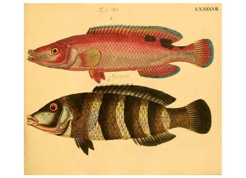 Reproducción/Reproduction 6058674721: Naturgeschichte in Bildern : mit erläuterndem Text / Von Professor Dr. Strack. Lief. 4. (Heft 33-56). Fische. Düsseldorf :Arnz & Co.,[1819-1826] 