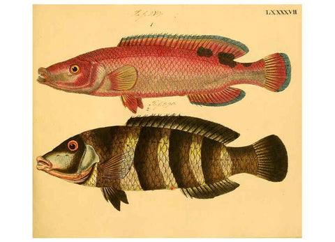 Reproducción/Reproduction 6058674721: Naturgeschichte in Bildern : mit erläuterndem Text / Von Professor Dr. Strack. Lief. 4. (Heft 33-56). Fische. Düsseldorf :Arnz & Co.,[1819-1826] 