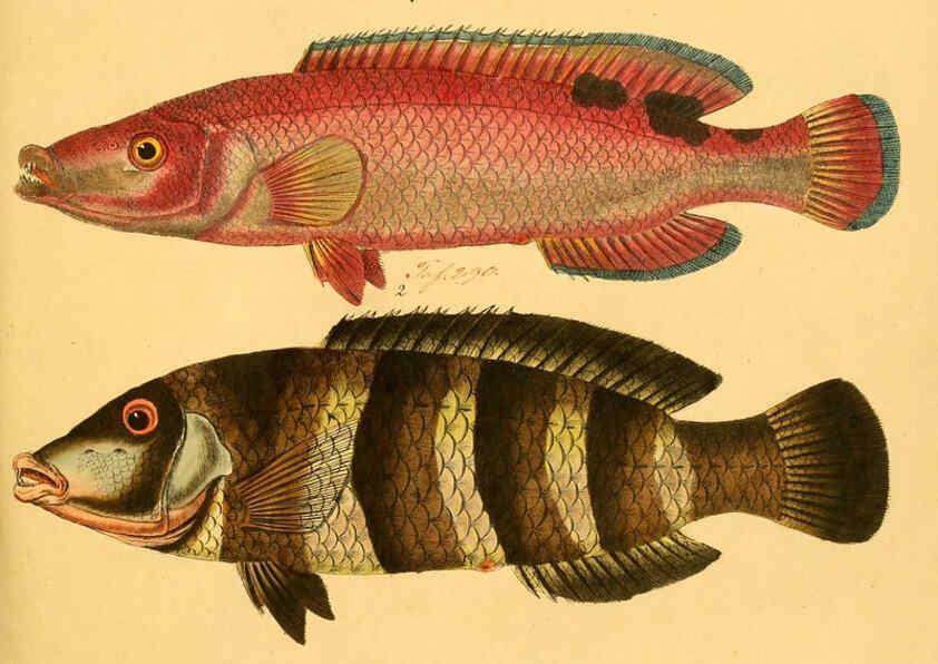Reproducción/Reproduction 6058674721: Naturgeschichte in Bildern : mit erläuterndem Text / Von Professor Dr. Strack. Lief. 4. (Heft 33-56). Fische. Düsseldorf :Arnz & Co.,[1819-1826] 