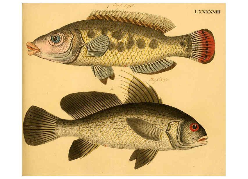 Reproducción/Reproduction 6058674851: Naturgeschichte in Bildern : mit erläuterndem Text / Von Professor Dr. Strack. Lief. 4. (Heft 33-56). Fische. Düsseldorf :Arnz & Co.,[1819-1826] 