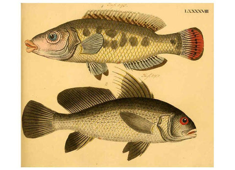 Reproducción/Reproduction 6058674851: Naturgeschichte in Bildern : mit erläuterndem Text / Von Professor Dr. Strack. Lief. 4. (Heft 33-56). Fische. Düsseldorf :Arnz & Co.,[1819-1826] 