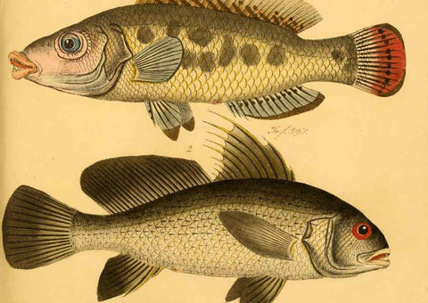 Reproducción/Reproduction 6058674851: Naturgeschichte in Bildern : mit erläuterndem Text / Von Professor Dr. Strack. Lief. 4. (Heft 33-56). Fische. Düsseldorf :Arnz & Co.,[1819-1826] 