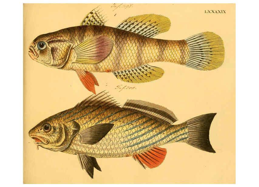 Reproducción/Reproduction 6058675011: Naturgeschichte in Bildern : mit erläuterndem Text / Von Professor Dr. Strack. Lief. 4. (Heft 33-56). Fische. Düsseldorf :Arnz & Co.,[1819-1826] 