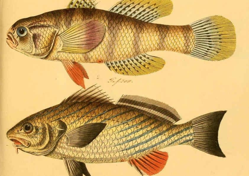 Reproducción/Reproduction 6058675011: Naturgeschichte in Bildern : mit erläuterndem Text / Von Professor Dr. Strack. Lief. 4. (Heft 33-56). Fische. Düsseldorf :Arnz & Co.,[1819-1826] 