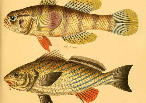 Reproducción/Reproduction 6058675011: Naturgeschichte in Bildern : mit erläuterndem Text / Von Professor Dr. Strack. Lief. 4. (Heft 33-56). Fische. Düsseldorf :Arnz & Co.,[1819-1826] 