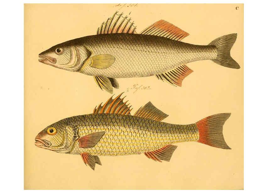 Reproducción/Reproduction 6059222542: Naturgeschichte in Bildern : mit erläuterndem Text / Von Professor Dr. Strack. Lief. 4. (Heft 33-56). Fische. Düsseldorf :Arnz & Co.,[1819-1826] 
