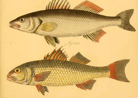 Reproducción/Reproduction 6059222542: Naturgeschichte in Bildern : mit erläuterndem Text / Von Professor Dr. Strack. Lief. 4. (Heft 33-56). Fische. Düsseldorf :Arnz & Co.,[1819-1826] 