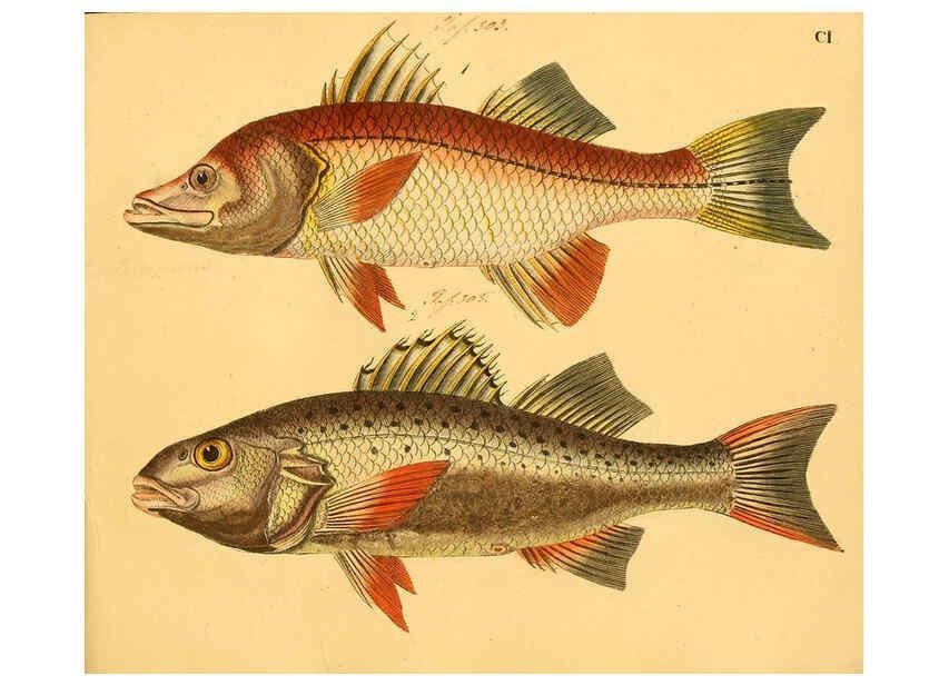 Reproducción/Reproduction 6058675551: Naturgeschichte in Bildern : mit erläuterndem Text / Von Professor Dr. Strack. Lief. 4. (Heft 33-56). Fische. Düsseldorf :Arnz & Co.,[1819-1826] 