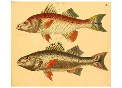 Reproducción/Reproduction 6058675551: Naturgeschichte in Bildern : mit erläuterndem Text / Von Professor Dr. Strack. Lief. 4. (Heft 33-56). Fische. Düsseldorf :Arnz & Co.,[1819-1826] 