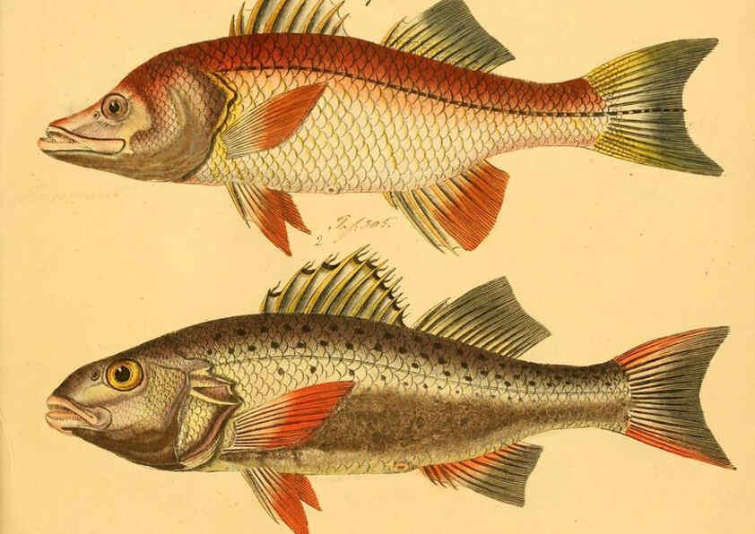 Reproducción/Reproduction 6058675551: Naturgeschichte in Bildern : mit erläuterndem Text / Von Professor Dr. Strack. Lief. 4. (Heft 33-56). Fische. Düsseldorf :Arnz & Co.,[1819-1826] 
