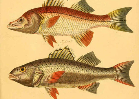 Reproducción/Reproduction 6058675551: Naturgeschichte in Bildern : mit erläuterndem Text / Von Professor Dr. Strack. Lief. 4. (Heft 33-56). Fische. Düsseldorf :Arnz & Co.,[1819-1826] 