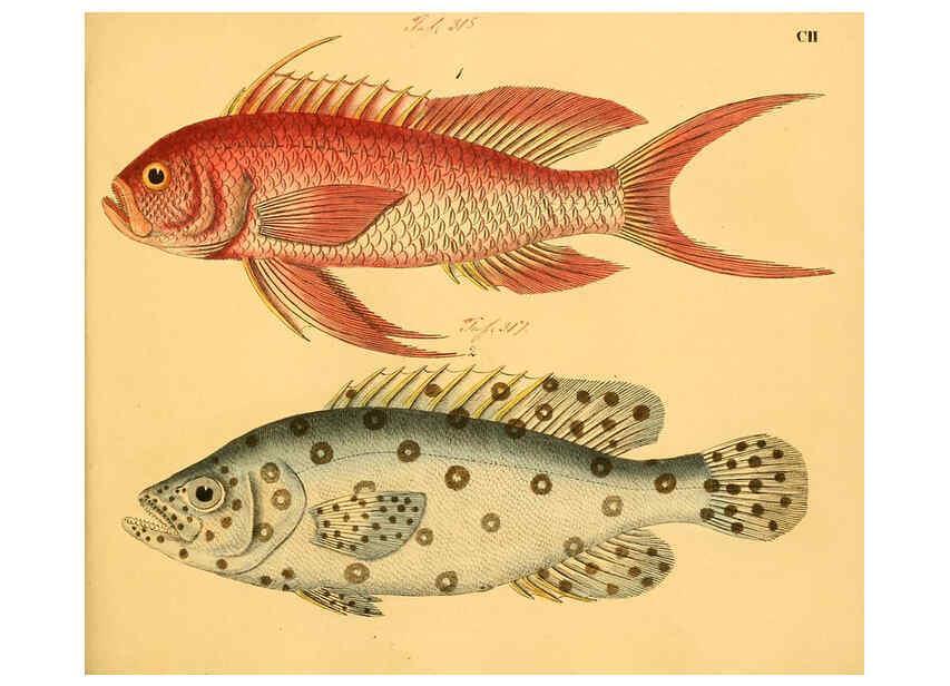 Reproducción/Reproduction 6058675791: Naturgeschichte in Bildern : mit erläuterndem Text / Von Professor Dr. Strack. Lief. 4. (Heft 33-56). Fische. Düsseldorf :Arnz & Co.,[1819-1826] 