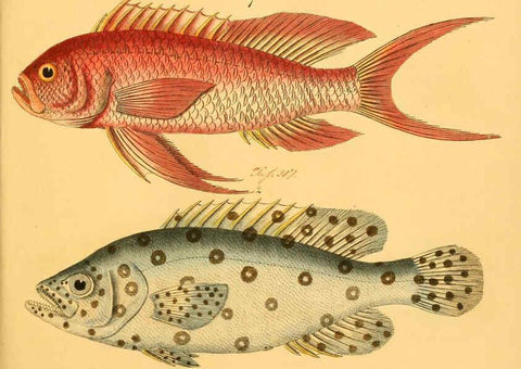 Reproducción/Reproduction 6058675791: Naturgeschichte in Bildern : mit erläuterndem Text / Von Professor Dr. Strack. Lief. 4. (Heft 33-56). Fische. Düsseldorf :Arnz & Co.,[1819-1826] 