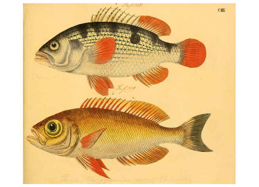 Reproducción/Reproduction 6058675951: Naturgeschichte in Bildern : mit erläuterndem Text / Von Professor Dr. Strack. Lief. 4. (Heft 33-56). Fische. Düsseldorf :Arnz & Co.,[1819-1826] 