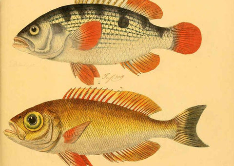 Reproducción/Reproduction 6058675951: Naturgeschichte in Bildern : mit erläuterndem Text / Von Professor Dr. Strack. Lief. 4. (Heft 33-56). Fische. Düsseldorf :Arnz & Co.,[1819-1826] 