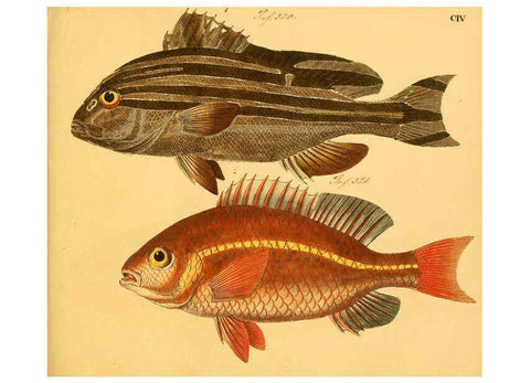 Reproducción/Reproduction 6059223464: Naturgeschichte in Bildern : mit erläuterndem Text / Von Professor Dr. Strack. Lief. 4. (Heft 33-56). Fische. Düsseldorf :Arnz & Co.,[1819-1826] 
