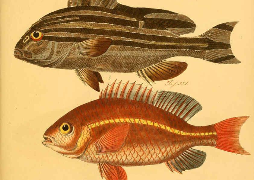 Reproducción/Reproduction 6059223464: Naturgeschichte in Bildern : mit erläuterndem Text / Von Professor Dr. Strack. Lief. 4. (Heft 33-56). Fische. Düsseldorf :Arnz & Co.,[1819-1826] 