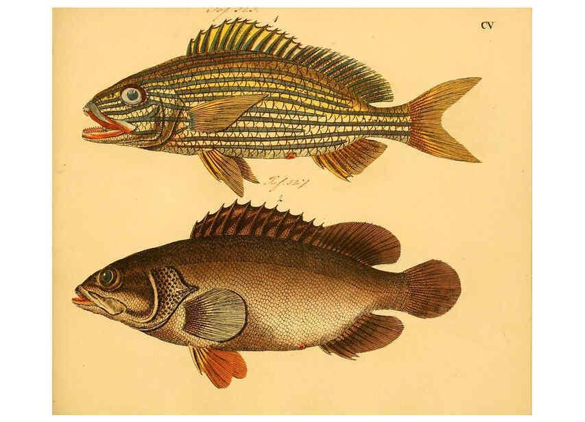 Reproducción/Reproduction 6058676453: Naturgeschichte in Bildern : mit erläuterndem Text / Von Professor Dr. Strack. Lief. 4. (Heft 33-56). Fische. Düsseldorf :Arnz & Co.,[1819-1826] 