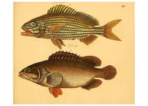 Reproducción/Reproduction 6058676453: Naturgeschichte in Bildern : mit erläuterndem Text / Von Professor Dr. Strack. Lief. 4. (Heft 33-56). Fische. Düsseldorf :Arnz & Co.,[1819-1826] 