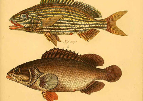 Reproducción/Reproduction 6058676453: Naturgeschichte in Bildern : mit erläuterndem Text / Von Professor Dr. Strack. Lief. 4. (Heft 33-56). Fische. Düsseldorf :Arnz & Co.,[1819-1826] 