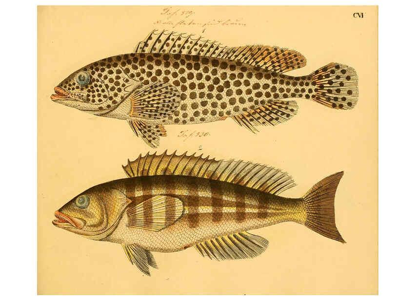 Reproducción/Reproduction 6059223944: Naturgeschichte in Bildern : mit erläuterndem Text / Von Professor Dr. Strack. Lief. 4. (Heft 33-56). Fische. Düsseldorf :Arnz & Co.,[1819-1826] 
