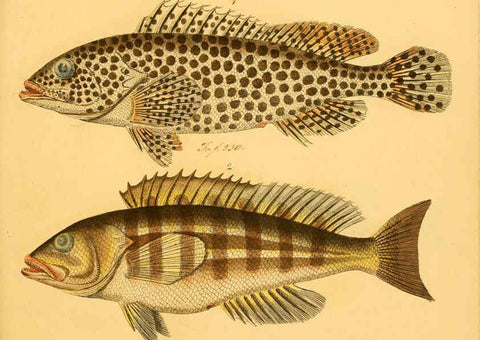 Reproducción/Reproduction 6059223944: Naturgeschichte in Bildern : mit erläuterndem Text / Von Professor Dr. Strack. Lief. 4. (Heft 33-56). Fische. Düsseldorf :Arnz & Co.,[1819-1826] 