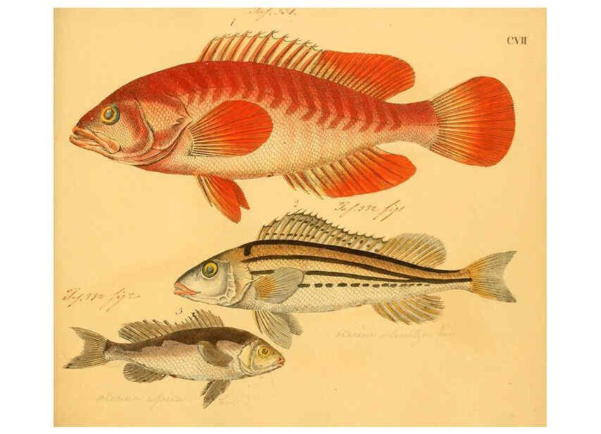 Reproducción/Reproduction 6059224224: Naturgeschichte in Bildern : mit erläuterndem Text / Von Professor Dr. Strack. Lief. 4. (Heft 33-56). Fische. Düsseldorf :Arnz & Co.,[1819-1826] 