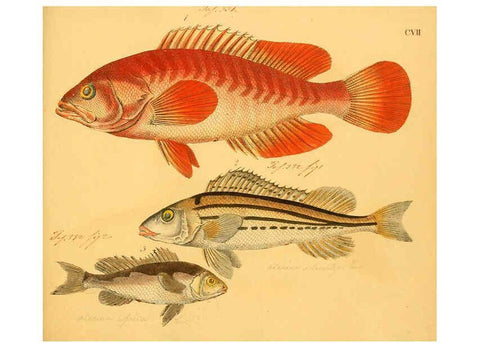 Reproducción/Reproduction 6059224224: Naturgeschichte in Bildern : mit erläuterndem Text / Von Professor Dr. Strack. Lief. 4. (Heft 33-56). Fische. Düsseldorf :Arnz & Co.,[1819-1826] 