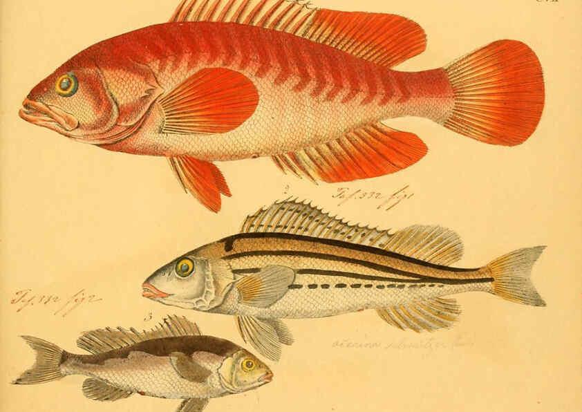 Reproducción/Reproduction 6059224224: Naturgeschichte in Bildern : mit erläuterndem Text / Von Professor Dr. Strack. Lief. 4. (Heft 33-56). Fische. Düsseldorf :Arnz & Co.,[1819-1826] 