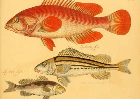 Reproducción/Reproduction 6059224224: Naturgeschichte in Bildern : mit erläuterndem Text / Von Professor Dr. Strack. Lief. 4. (Heft 33-56). Fische. Düsseldorf :Arnz & Co.,[1819-1826] 