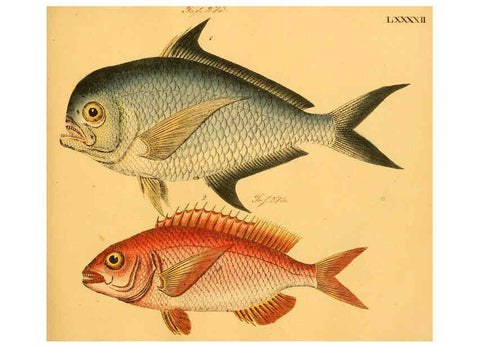 Reproducción/Reproduction 6058673719: Naturgeschichte in Bildern : mit erläuterndem Text / Von Professor Dr. Strack. Lief. 4. (Heft 33-56). Fische. Düsseldorf :Arnz & Co.,[1819-1826] 