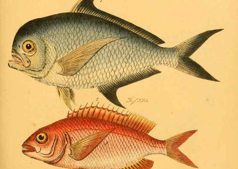 Reproducción/Reproduction 6058673719: Naturgeschichte in Bildern : mit erläuterndem Text / Von Professor Dr. Strack. Lief. 4. (Heft 33-56). Fische. Düsseldorf :Arnz & Co.,[1819-1826] 