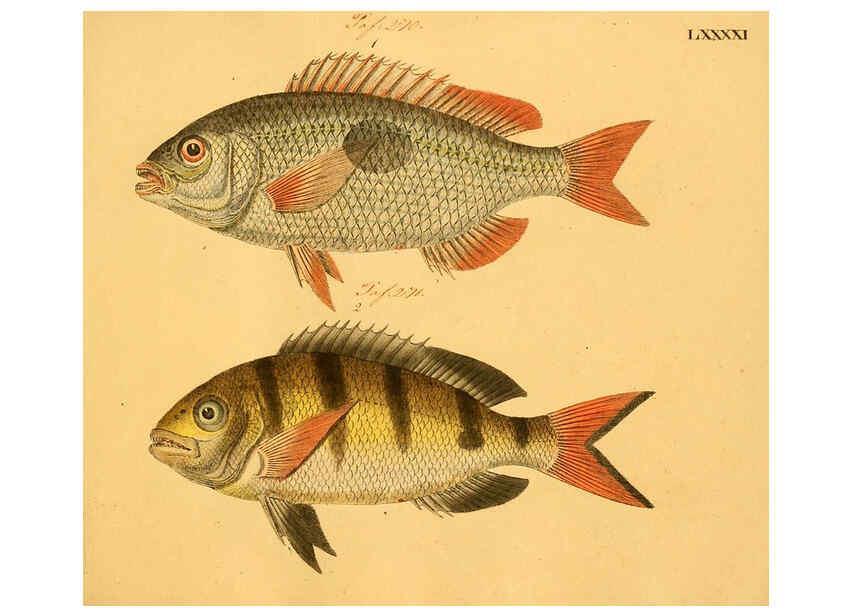 Reproducción/Reproduction 6058673445: Naturgeschichte in Bildern : mit erläuterndem Text / Von Professor Dr. Strack. Lief. 4. (Heft 33-56). Fische. Düsseldorf :Arnz & Co.,[1819-1826] 