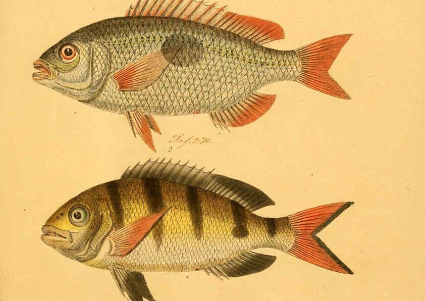 Reproducción/Reproduction 6058673445: Naturgeschichte in Bildern : mit erläuterndem Text / Von Professor Dr. Strack. Lief. 4. (Heft 33-56). Fische. Düsseldorf :Arnz & Co.,[1819-1826] 
