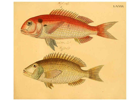 Reproducción/Reproduction 6058673273: Naturgeschichte in Bildern : mit erläuterndem Text / Von Professor Dr. Strack. Lief. 4. (Heft 33-56). Fische. Düsseldorf :Arnz & Co.,[1819-1826] 