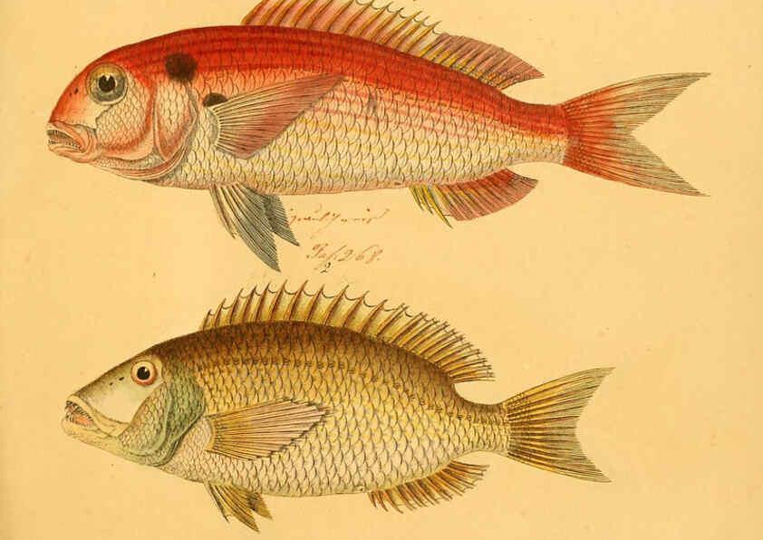 Reproducción/Reproduction 6058673273: Naturgeschichte in Bildern : mit erläuterndem Text / Von Professor Dr. Strack. Lief. 4. (Heft 33-56). Fische. Düsseldorf :Arnz & Co.,[1819-1826] 