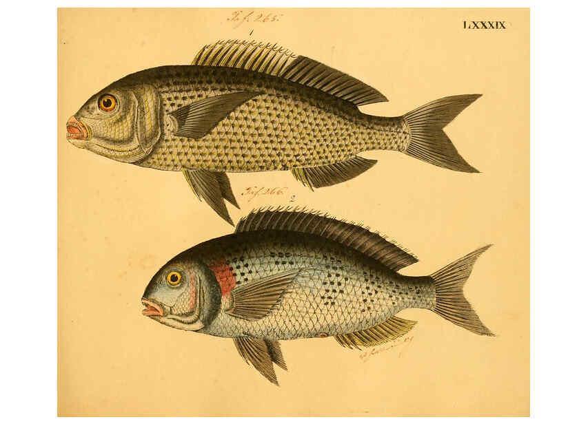 Reproducción/Reproduction 6058673063: Naturgeschichte in Bildern : mit erläuterndem Text / Von Professor Dr. Strack. Lief. 4. (Heft 33-56). Fische. Düsseldorf :Arnz & Co.,[1819-1826] 