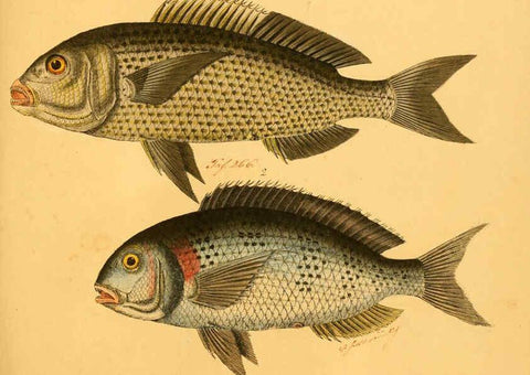 Reproducción/Reproduction 6058673063: Naturgeschichte in Bildern : mit erläuterndem Text / Von Professor Dr. Strack. Lief. 4. (Heft 33-56). Fische. Düsseldorf :Arnz & Co.,[1819-1826] 